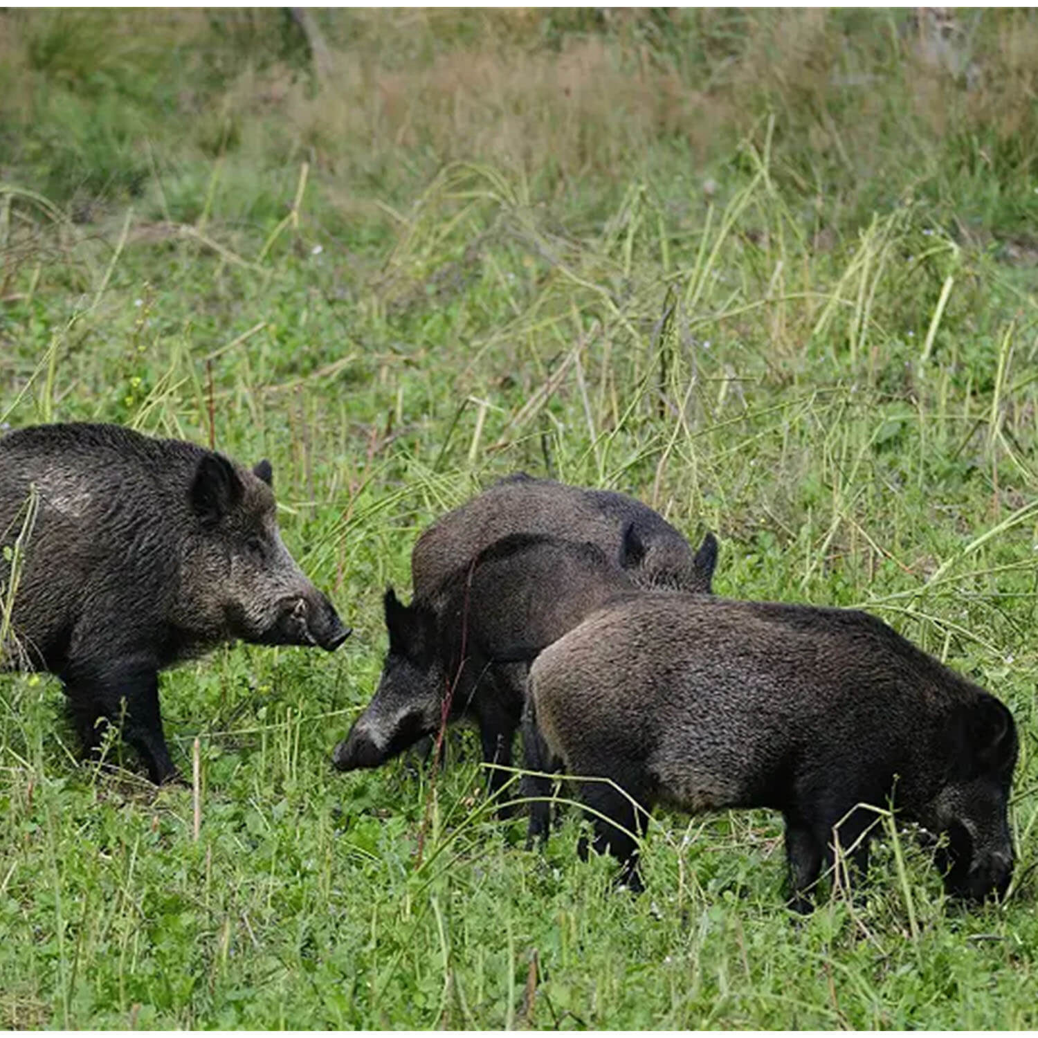 Kiepenkerl miscela di selvaggina da campo per la caccia 10kg
