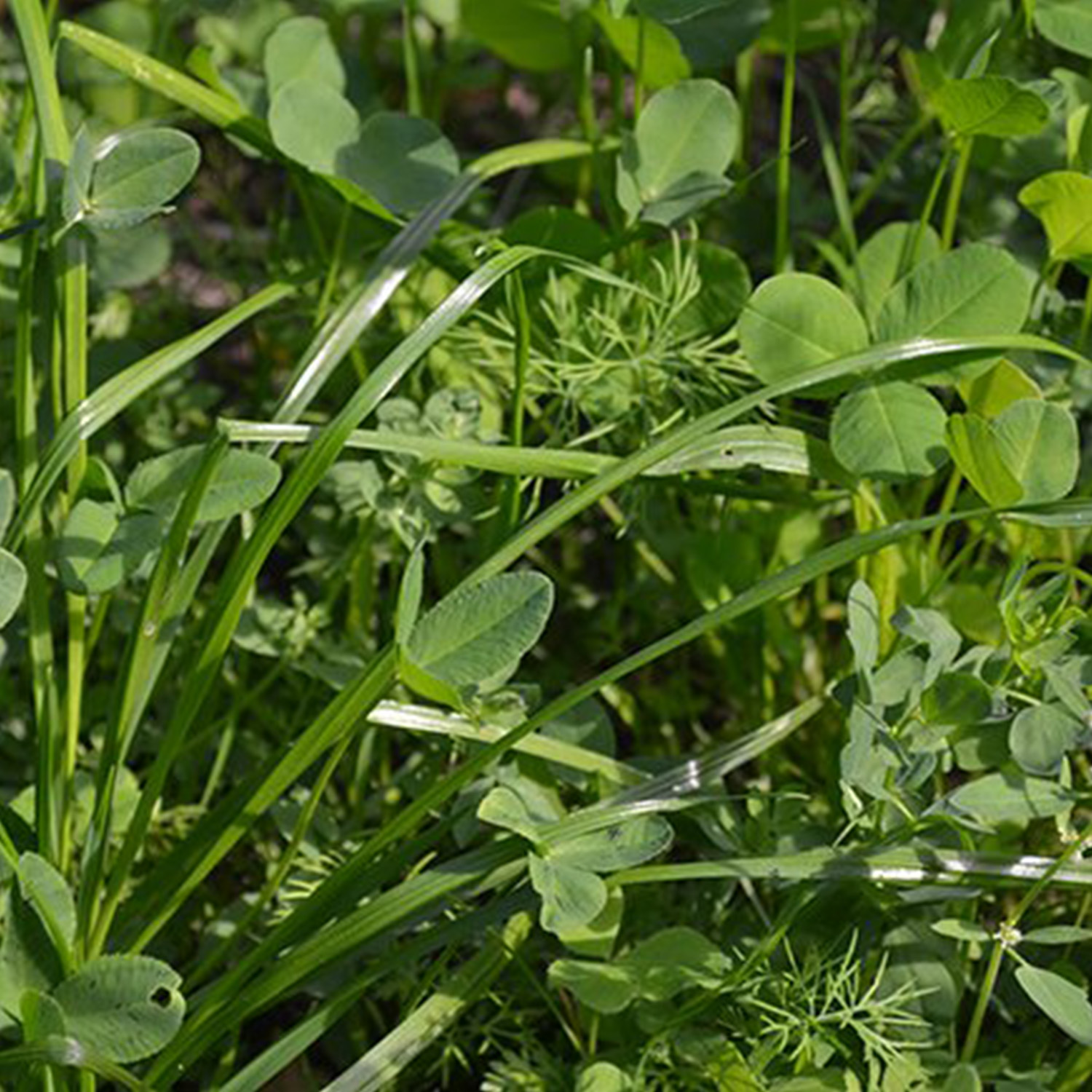 Waidgreen mix di lepri selvatiche biologico 2,5kg - Gestione del territorio