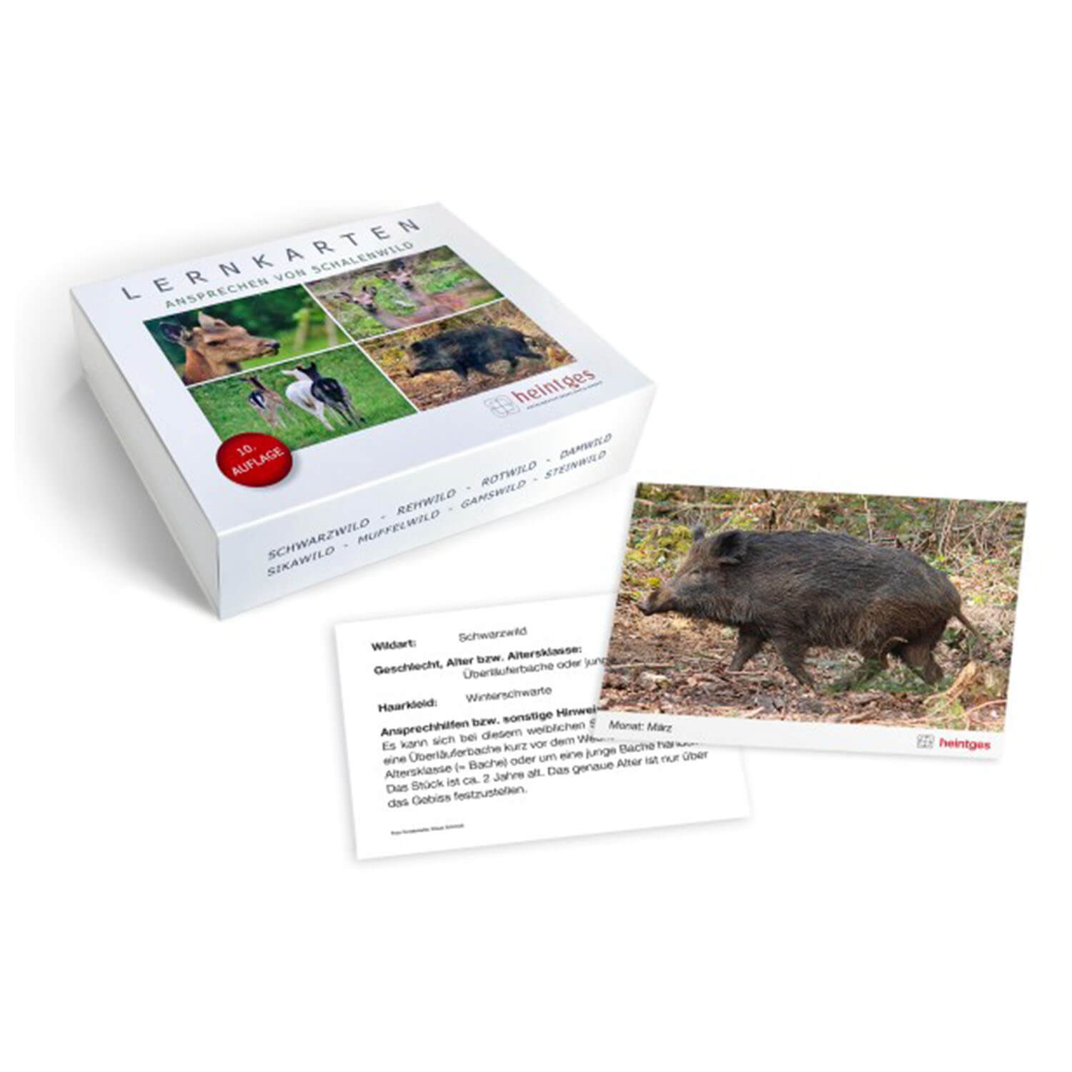  Heintges Set di flashcard per l'avvicinamento al gioco degli zoccoli - Libri di caccia