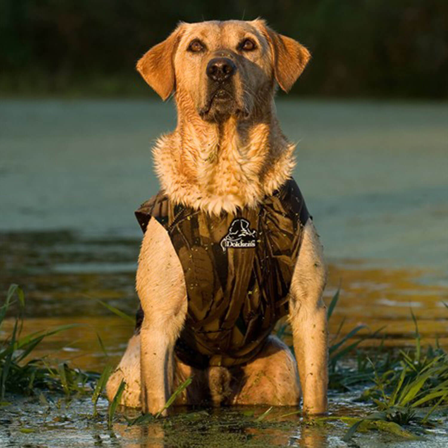 Gilet in neoprene per cani Dokken (Realtree MAX-5)
