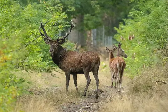 Rothirsch mit zwei Stücken Kahlwild auf einem Waldweg während der Hirschbrunft