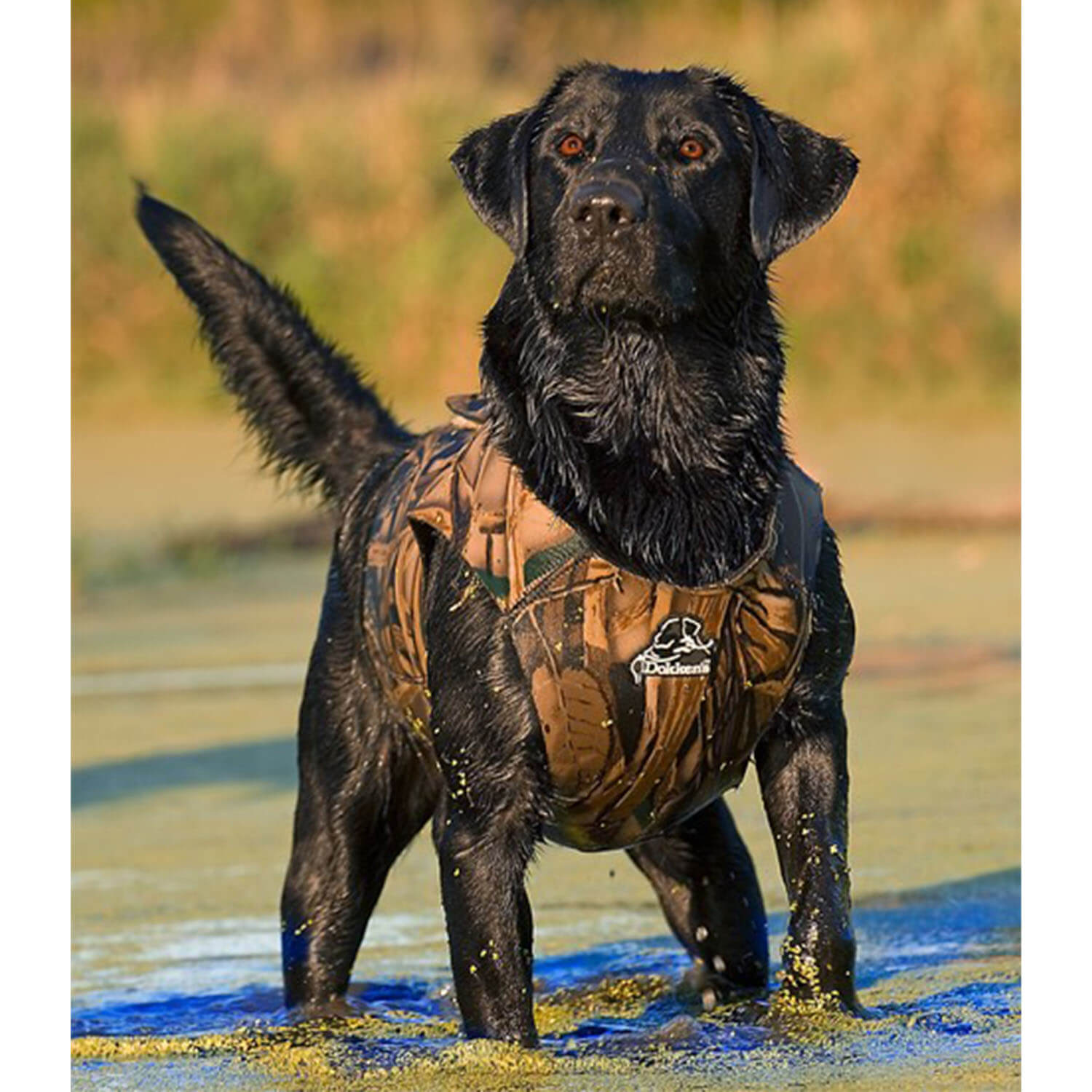 Gilet in neoprene per cani Dokken (Realtree MAX-5)