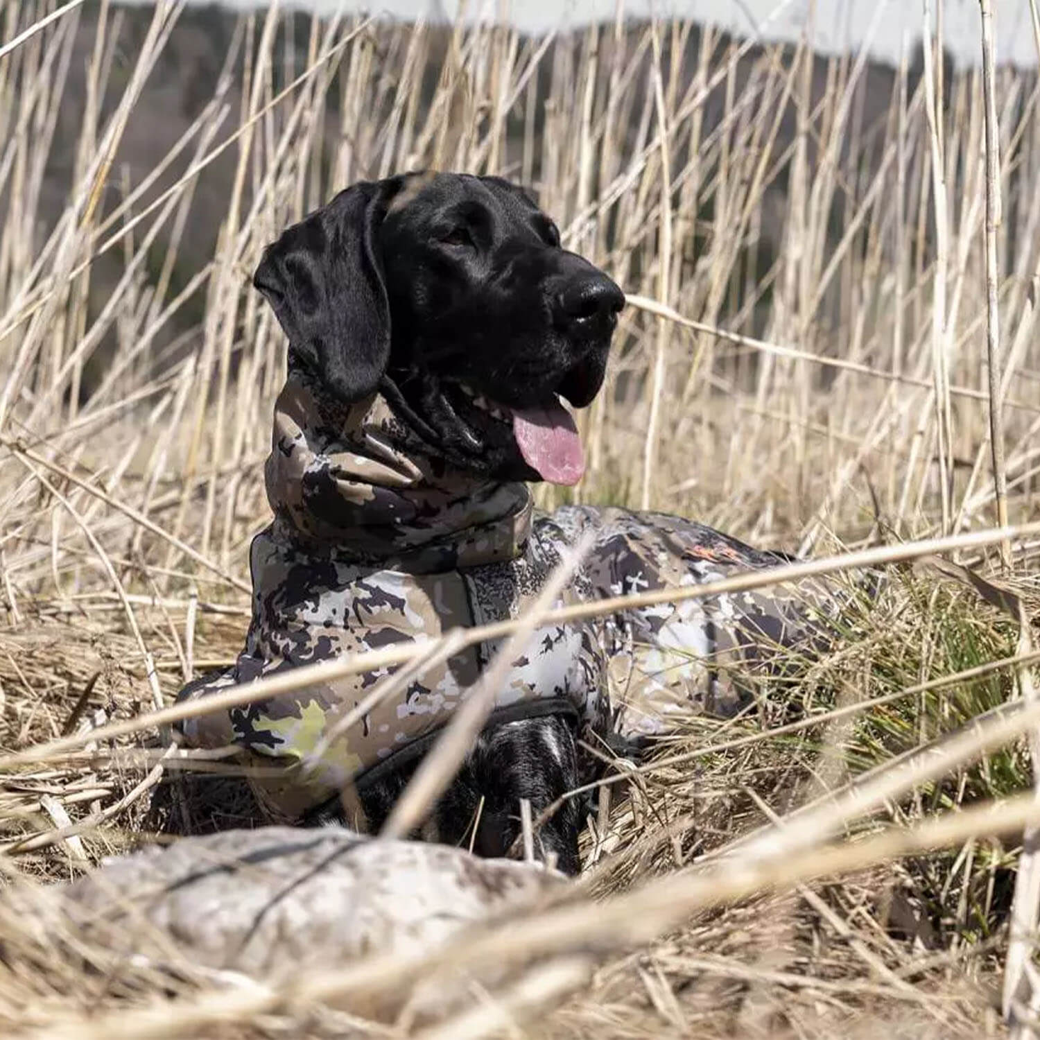  Blaser Poncho per cani (HunTec)