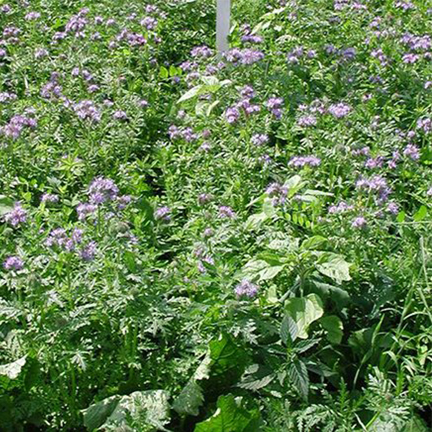 Miscela di fiori selvatici Waidgreen stufata 5kg - Gestione del territorio