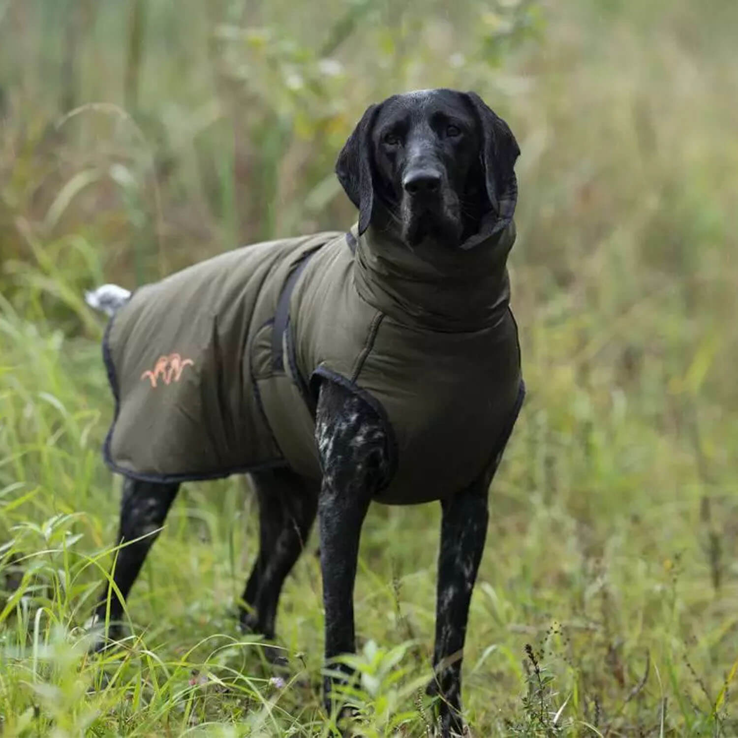  Blaser Poncho per cani (verde)