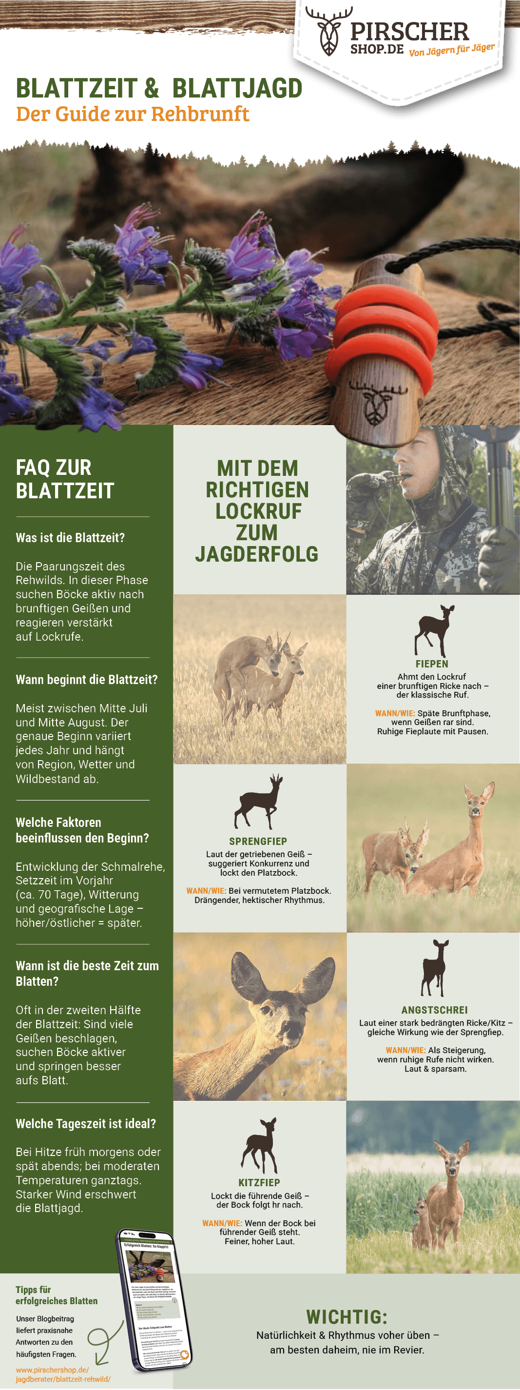 Infografik zur Blattjagd und Blattzeit mit Ablauf, Zeitpunkt und Tipps zur Rehbrunft