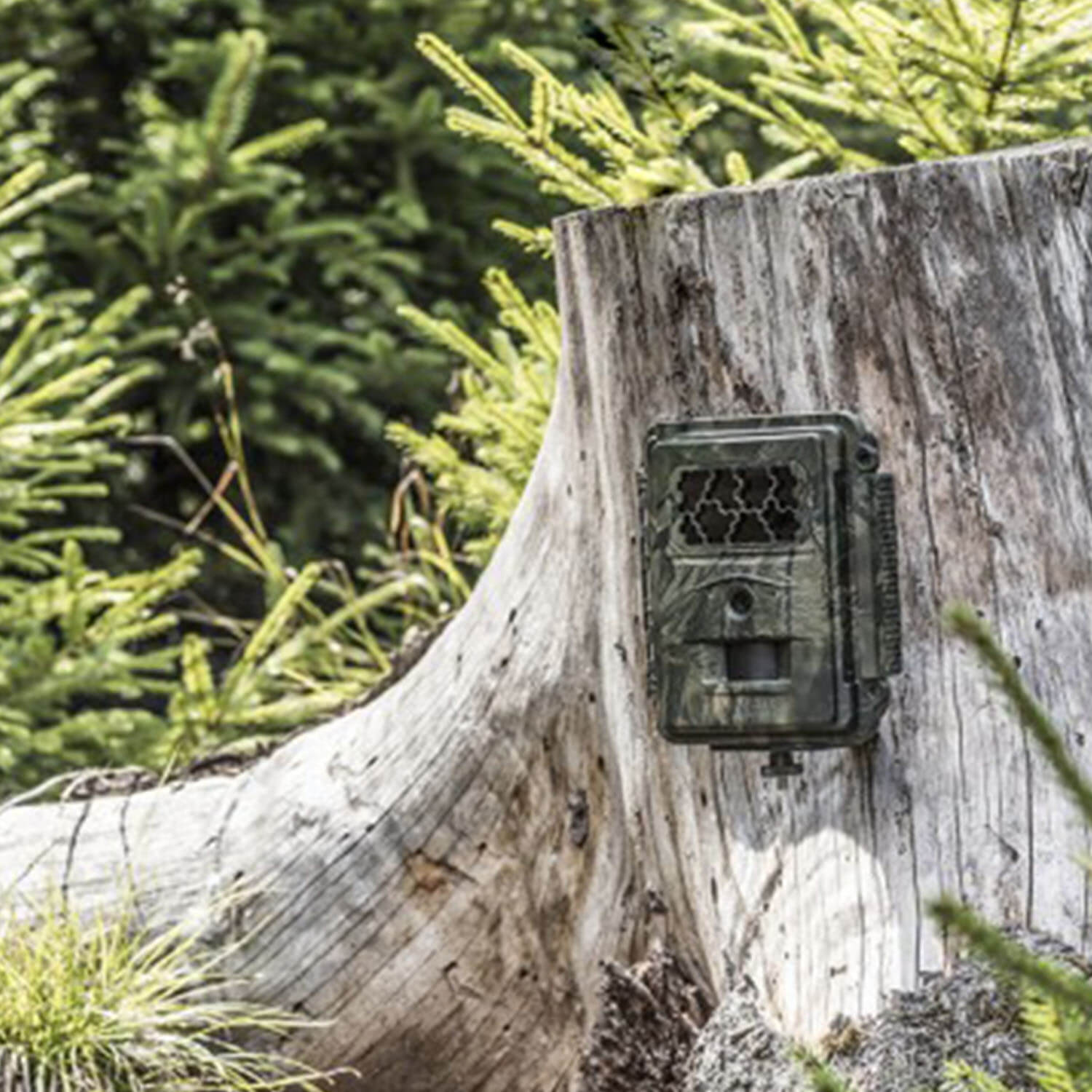 Telecamera Seissiger Special-Cam Classic per la fauna selvatica