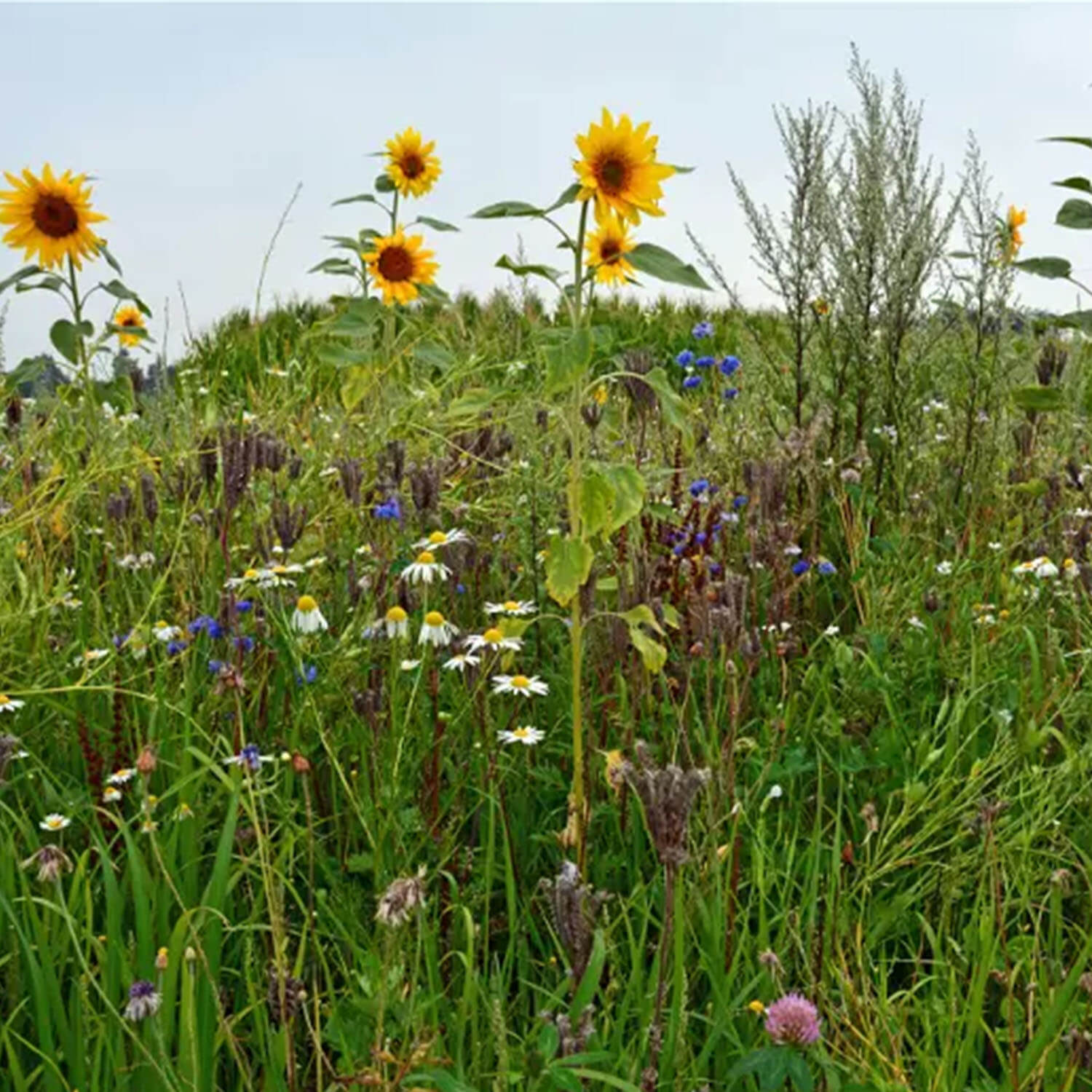 Kiepenkerl miscela di selvaggina da campo piccola miscela di fiori di selvaggina 1,5 kg