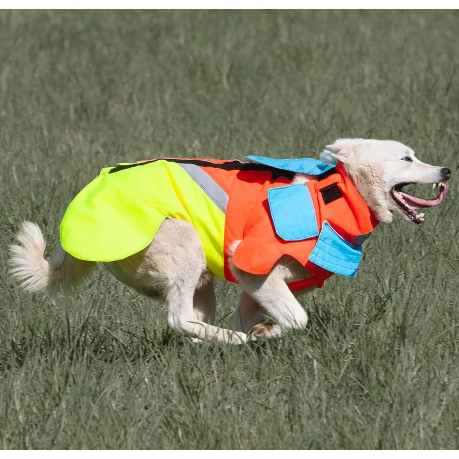 Impermeabile corpetto protettivo per cani Cinghiale - Gilet protettivi per cani