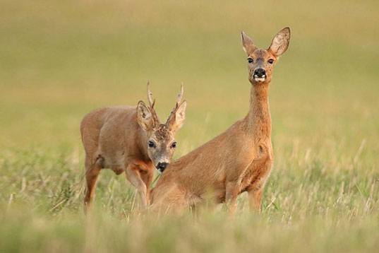Blattzeit beim Rehwild