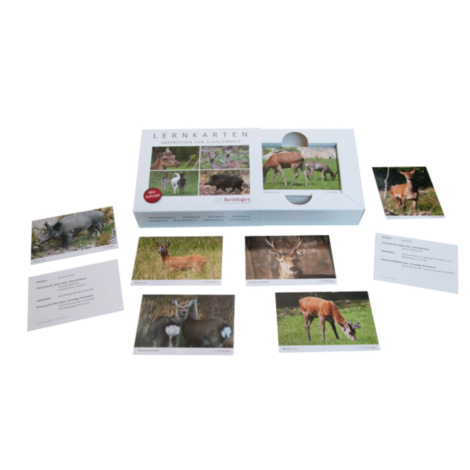  Heintges Set di flashcard per l'avvicinamento al gioco degli zoccoli