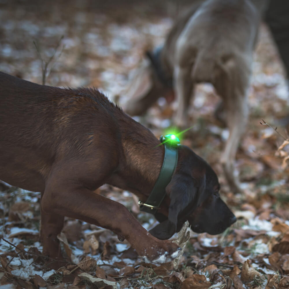  Orbiloc Cane Doppia luce per cani