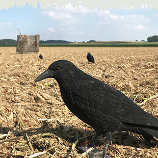 Krähenjagd-Ausrüstung