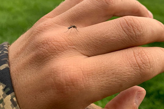 Zecken- und Insektenschutz auf der Jagd