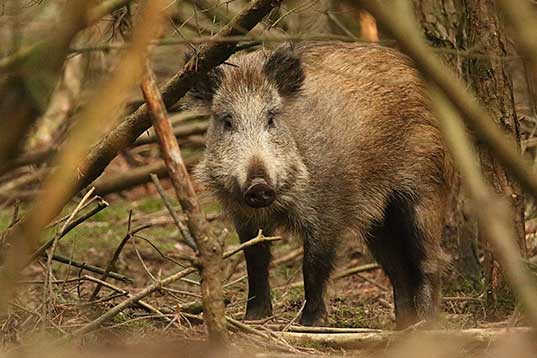 wildschweinjagd