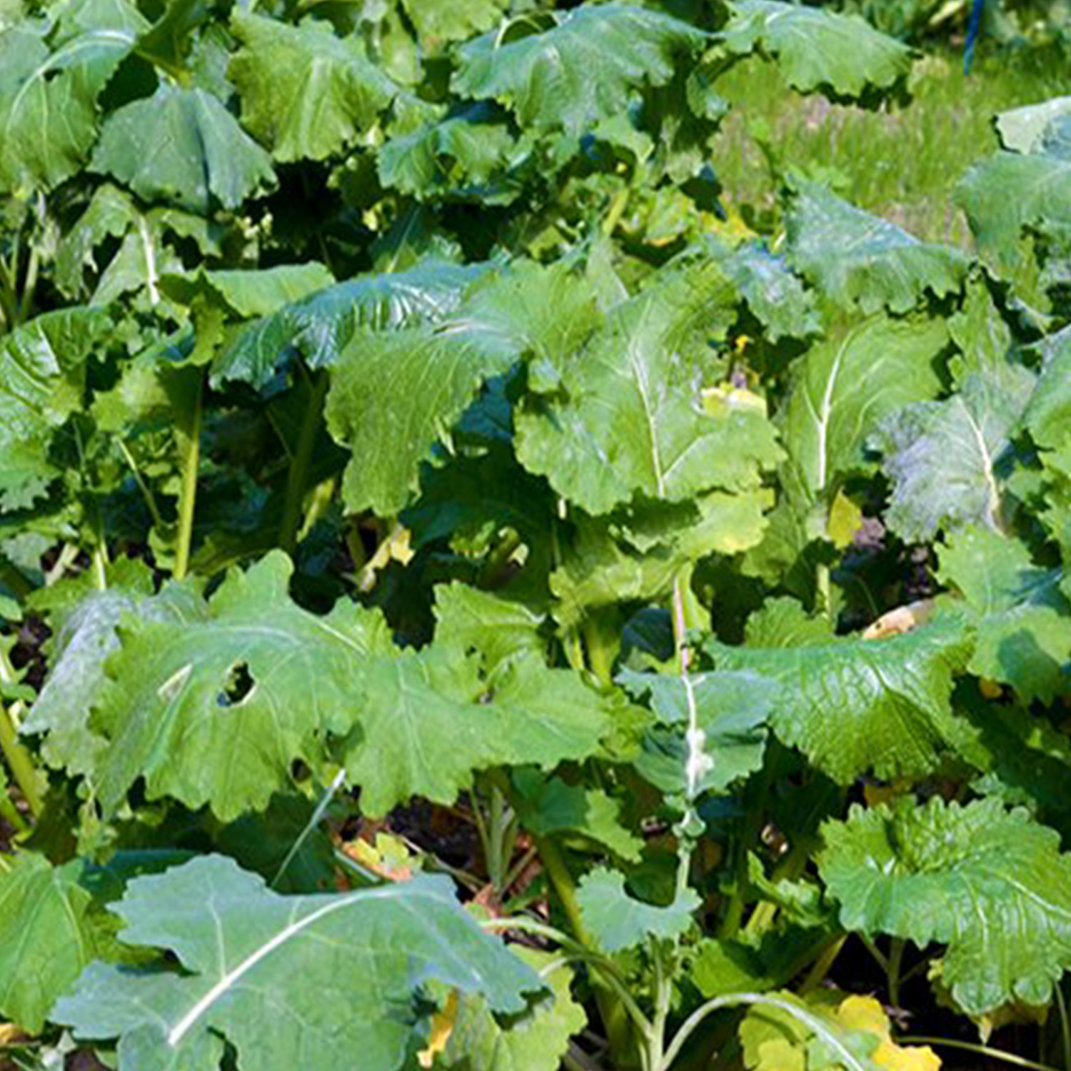 Waidgreen mix di seminativi selvatici erba verde invernale 5kg - Gestione del territorio