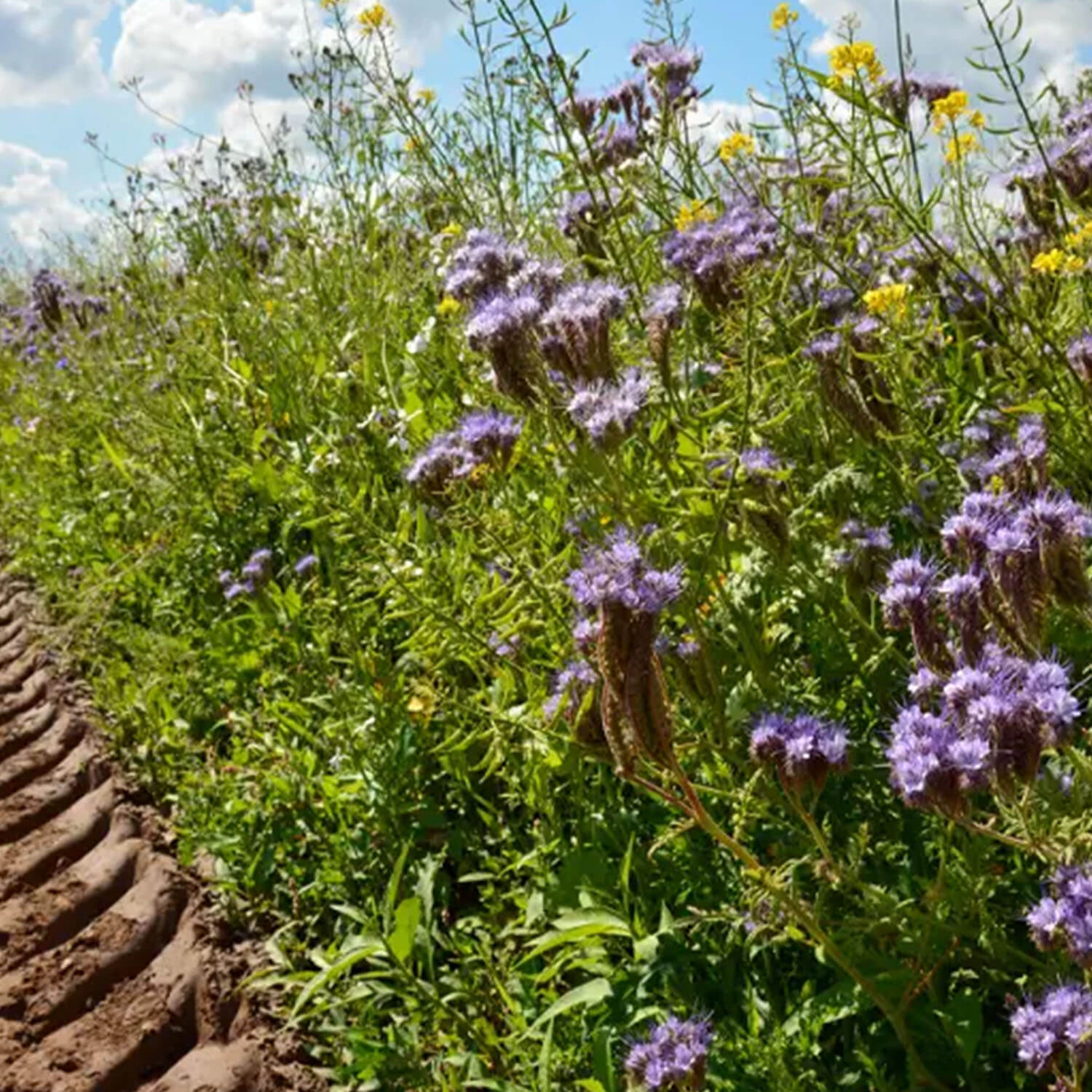 Kiepenkerl miscela di selvaggina da campo piccola miscela di fiori di selvaggina 1,5 kg